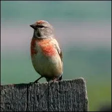 Quelle est cette expression ?