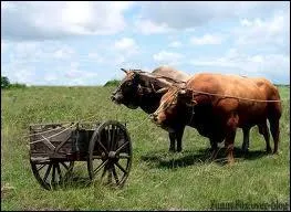 Quelle est cette expression ?