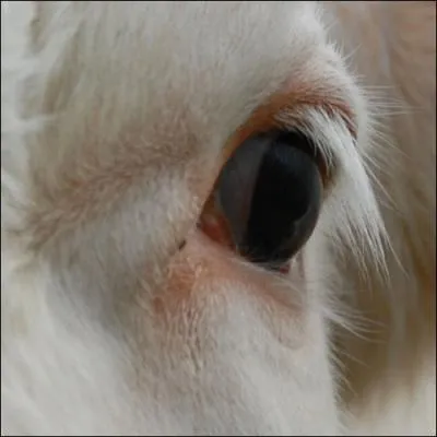 A quel animal appartient cet oeil ?