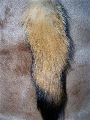 A quel animal appartient cette queue ?