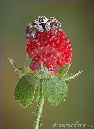 De quelle sorte d'araigne s'agit-il ?