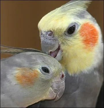 Quel est cet animal ?