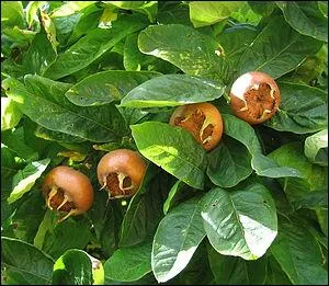 Quels sont ces fruits peu savoureux ?