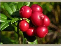 Appele aussi airelle rouge, quel est son nom ?