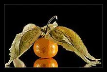 On le connait mieux sous le nom d'  amour en cage , il dcore joliment les desserts, quel est son nom ?