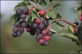 Fruit comestible cru, mais qui est meilleur aprs cuisson, quel est son nom ?