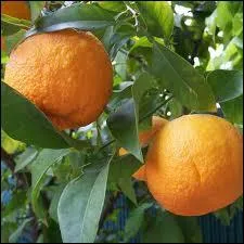 Quel est cet agrume  la saveur amre ?