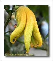 Quel est cet agrume dont on fait de la confiture, des fruits confits et des liqueurs ?