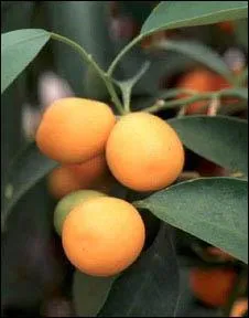 Petit agrume trs acide :