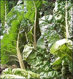 Reconnaissez-vous ce lgume ?