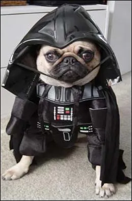 Il dit toujours  je suis un chien  :