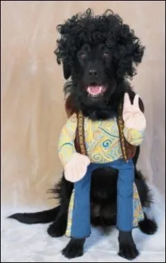 Quel est le style du chien ?