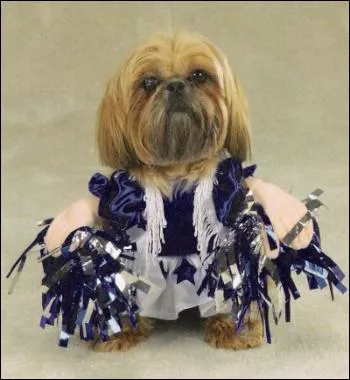 Pendant que les chiens font du sport, que font les chiennes ?