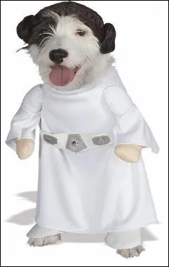 Star Dog y tient beaucoup :