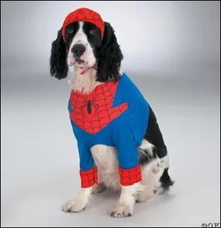 Il tisse sa toile et c'est le chien araigne.