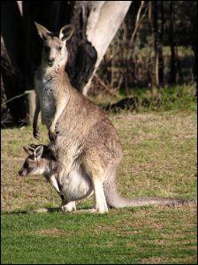 Combien peut atteindre le saut d'un Kangourou en longueur ?