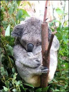 Quelle est la dure de vie d'un koala ?
