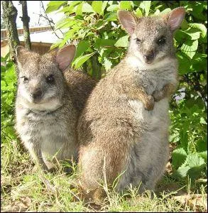 Quel est ce marsupial herbivore qui vit environ 20 ans ?