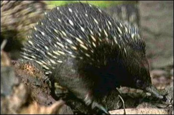 Quel est le nom de ce marsupial qui ressemble  un hrisson ?