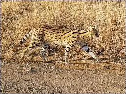 O vit le serval ?