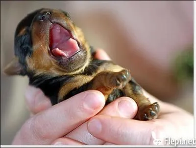 Je suis un chiot, mais de quelle race ?