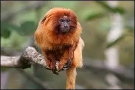 O a t dcouvert le tamarin-lion ?