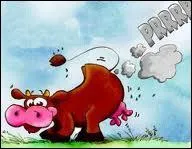 Dans quel pays la vache est-elle sacre ?