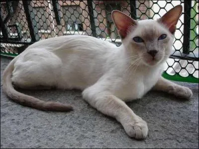 Comment s'appelle cette couleur de chat ?