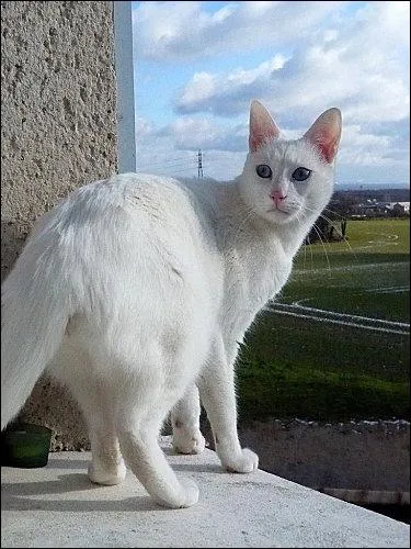 Comment s'appelle cette couleur de chat ?