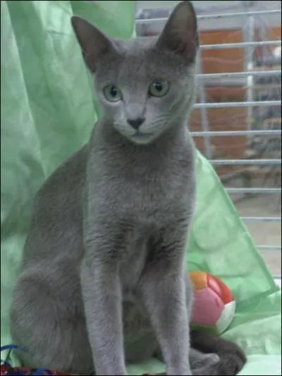 Comment s'appelle cette couleur de chat ?