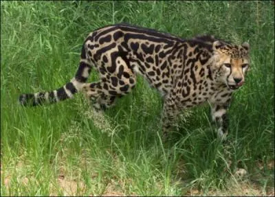 Quel est le nom de cet animal ?