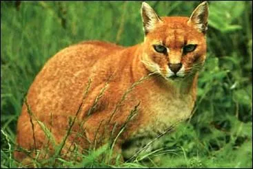 Quel est le nom de cet animal ?