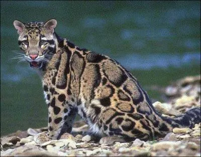 Quel est le nom de cet animal ?