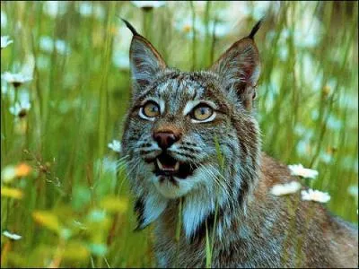 Quel est le nom de cet animal ?