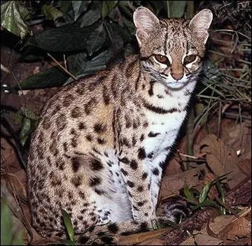 Quel est le nom de cet animal ?