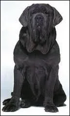 Le nom que j'ai choisi pour mon chien est :