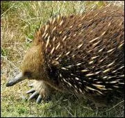 Trouvez la troisime lettre en partant de la gauche de ce mammifre qui pond des oeufs !