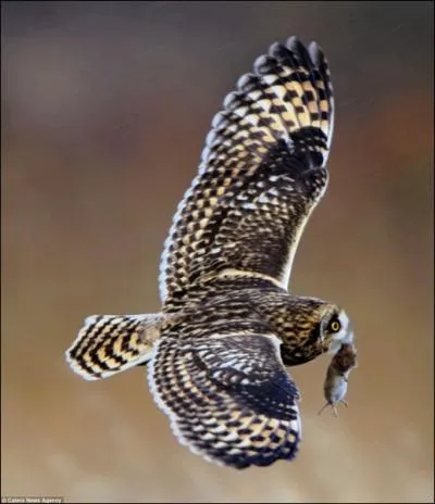 C'est la premire lettre en partant de la gauche !