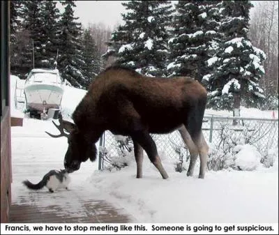 Trs gros cervid du Nord, son nom commence par cette lettre !