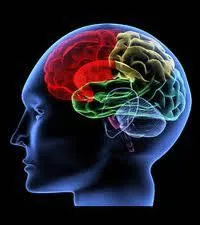 Combien a-t-on de cellules nerveuses dans notre cerveau ?