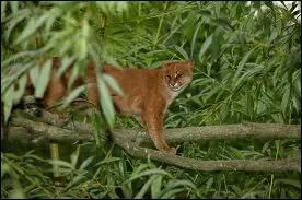 O vit le jaguarondi ?