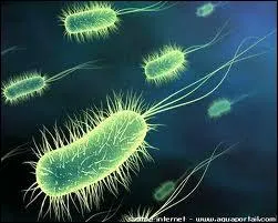 Laquelle de ces maladies est cause par des bactries ?