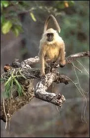 Lequel de ces singes est sacr ?