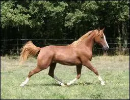 Combien d'allures un cheval a-t-il ?