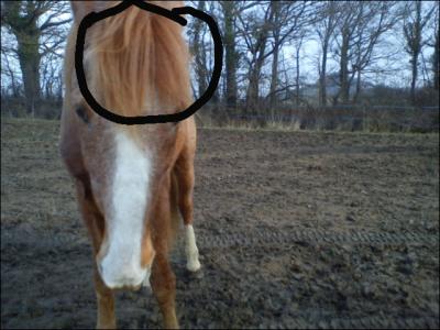 Quelle est cette partie de la tte du cheval ?
