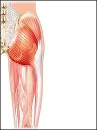 Quel est le plus grand muscle du corps humain ?