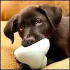 Quel animal est le meilleur ami de l'homme ?