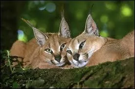 O peut-on trouver des caracals ?