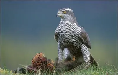 Quel est le nom de ce rapace ?