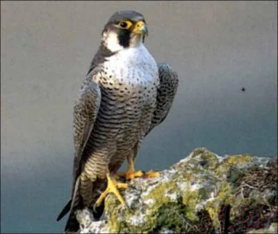 Quelle est la proie de ce rapace ?